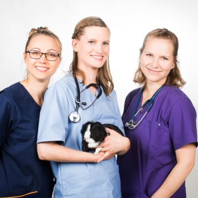 Kolme eläinlääkärikandia 2018