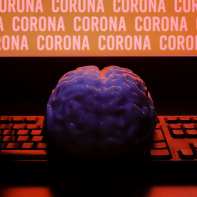 hjärnan