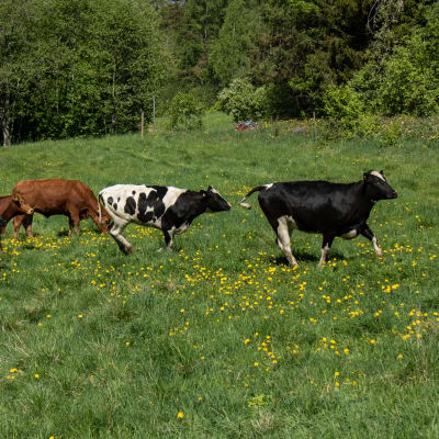 Lehmiä kirmaa kukkaniityllä