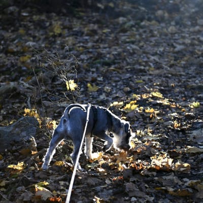 Koira ulkoilee kylmässä syyssäässä Espoossa ja haistelee lehtiä. 