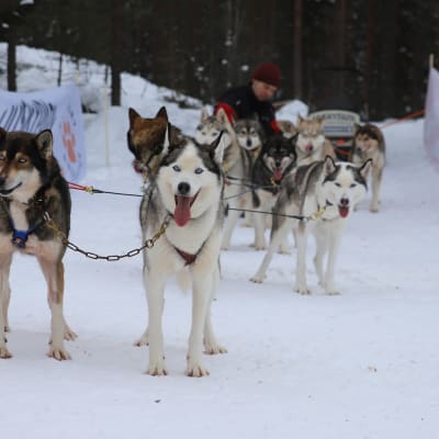 Husky-koiria Kotkan Hurukselassa.