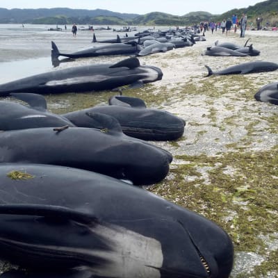 Hundratals döda grindvalar ligger nu längs stranden i Golden Bay.