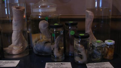 Konserverade fallosar utställda på Islands fallologimuseum.