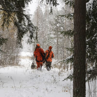 Två personer i orangefärgade jaktkläder går i en snöig skogsglänta. De har med sig en jakthund.