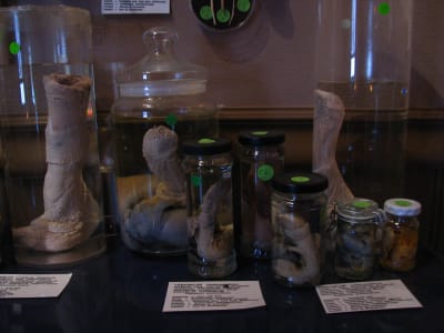 Konserverade fallosar utställda på Islands fallologimuseum.