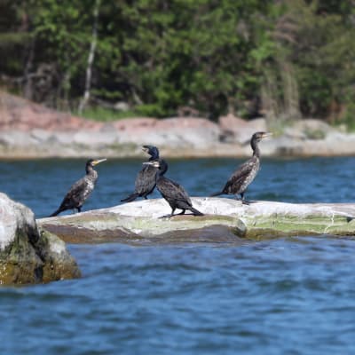 En flock med fem mörka stora fåglar sitter på en klippa.