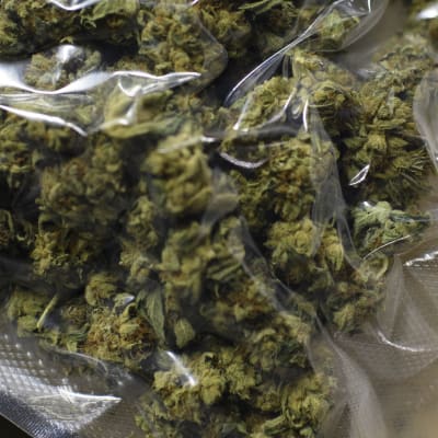 Cannabis