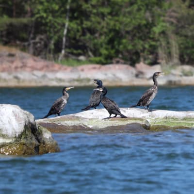 En flock med fem mörka stora fåglar sitter på en klippa.