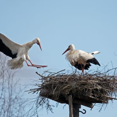 Vit stork försöker häcka i Koskis.