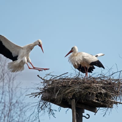 Vita storkar häckar i Koskis våren 2015