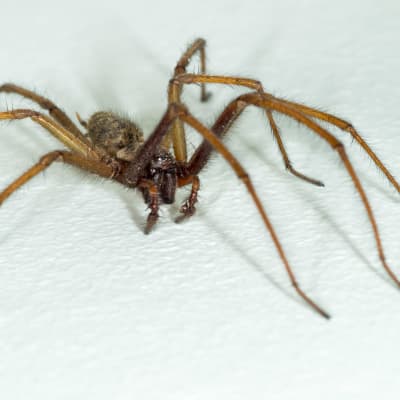 Stor, brun spindel med långa ben.