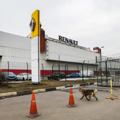 En hund springer utanför porten till biltillverkaren Renaults fabrik. 