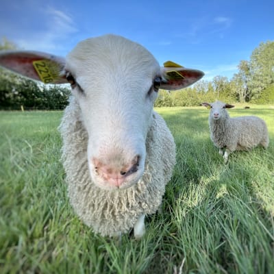 Två får som stirrar in i kameran, fotograferade på en äng.