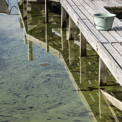 Stora sjok av blågröna alger i vattnet bredvid en brygga. På bryggan står en grön hink.