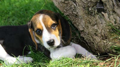 En liten beaglevalp gömmer sig under en trädstam och tittar mot kameran.