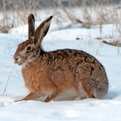 Hare sitter i snödriva
