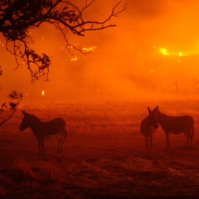 Tre åsnor står på en åker. I bakgrunden syns massiva skogsbränder