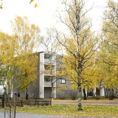 Harmaan kerrostalo, jonka edessä keltaisia koivuju.