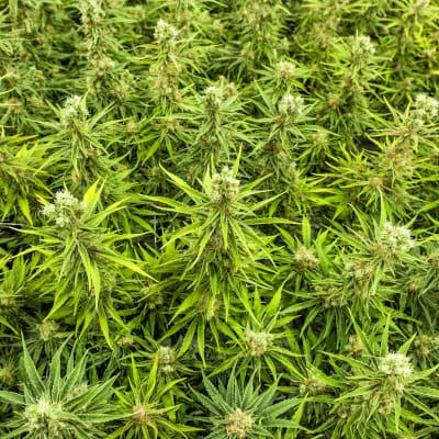 Cannabis odling