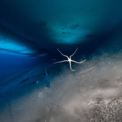 vattenliv under isen i Antarktis.