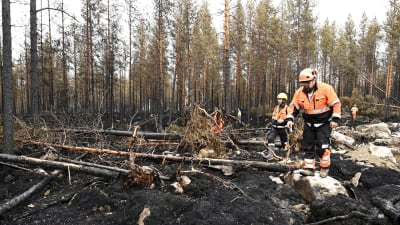 Brandmän i Kalajoki går runt i nedbränd skog. 