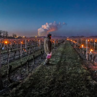 Loiren laaksossa Saint Nicolas de Bourgueilissa sijaitsevalla viinitarhalla sytytettiin soihtuja ja hiilipannuja köynnösten väliin