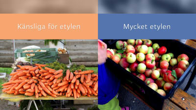 Frukt och grönsaker med mycket etylen resp känsliga för etylen