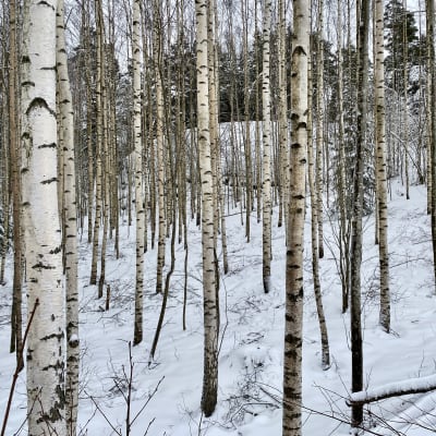 Unga björkar, vinter, i bakgrunden syns annan skog.