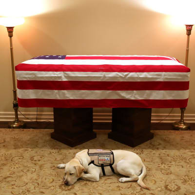 George H.W Bushs kista och hunden Sully  2.12.2018 i Houston, Texas.
