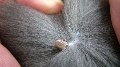 En fästing i pälsen på en katt.