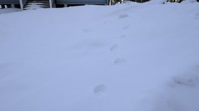 Lospår i snön i Purunpää, på Kimitoön. 