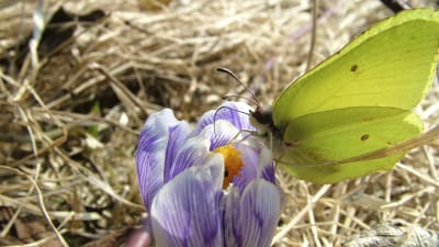 En gul citronfjäril har landat på en lila krokus. 