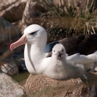Albatross med unge.
