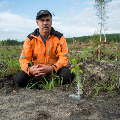 Björn Josefsson sitter på huk vid en granplanta på ett kalhygge i Hammarland, Åland. 