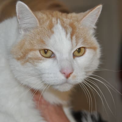 katten Linus