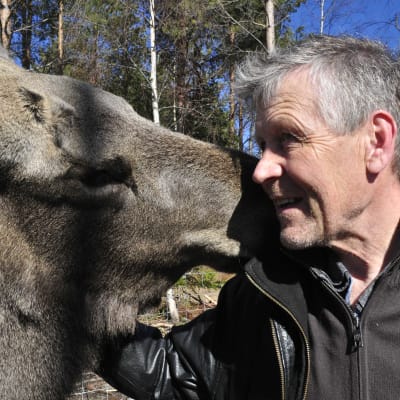 Mervi-hirvi ja Markku Harju
