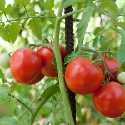Röda tomater hänger på en gren.