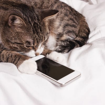 Surullinen kissa katsoo kännykkää.