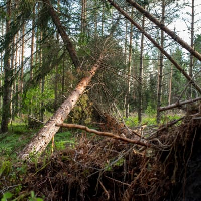 Omkullblåsta tallar i skogen i Hammarland, Åland, 6 månader efter stormen Alfrida. 