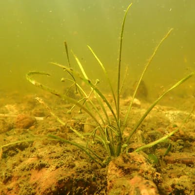 En gräsliknande vattenväxt med långa blad och små runda bollar.