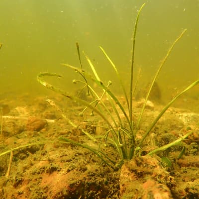 En gräsliknande vattenväxt med långa blad och små runda bollar.