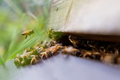 En bikupa full med surrande bin.