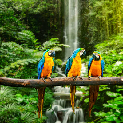 Papegojor i regnskogen.