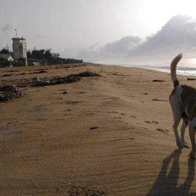 Näkymä rannalle, jossa on merivartioston asema. Kuvan etualalla on juokseva koira.
