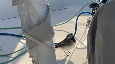 Västäräkki lepäilee Ari Huuselan veneen kannella keskellä valtamerta.