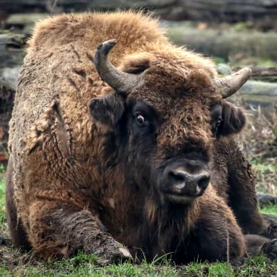En bisonoxe som vilar sig i en hjortpark i Tyskland