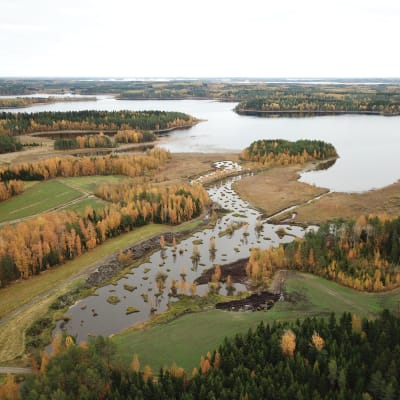 Heinälammin alueen kosteikko lokakuussa 2019.