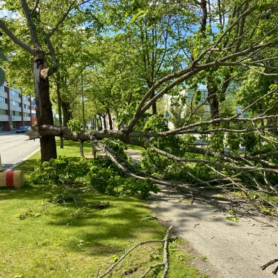 En del av ett träd gav vika på Vasaesplanaden i Vasa i den kraftiga vinden.