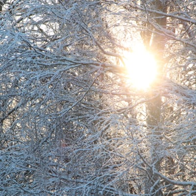 Solen skiner fram mellan snöiga grenar.