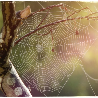 Kuvituskuva: hämähäkinverkko.